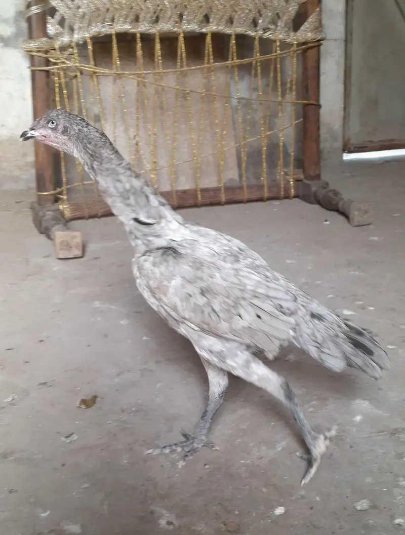 aseel saleti murgi — photo 3