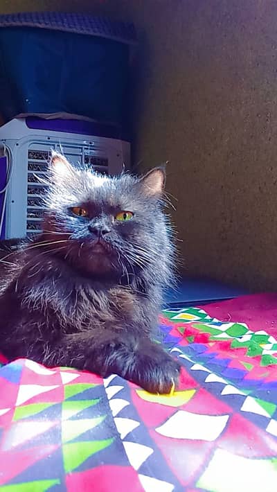 Black female