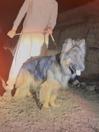 German shepherd long coat