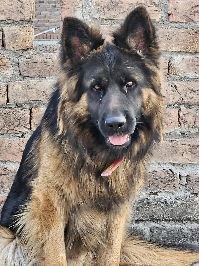 German shepherd long coat — photo 2