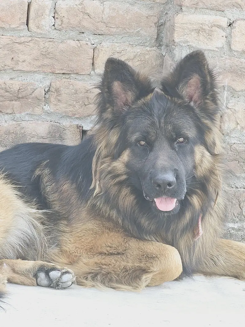German shepherd long coat — photo 3