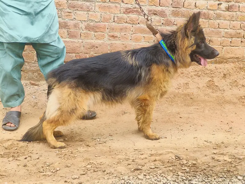 German shepherd long coat — photo 4