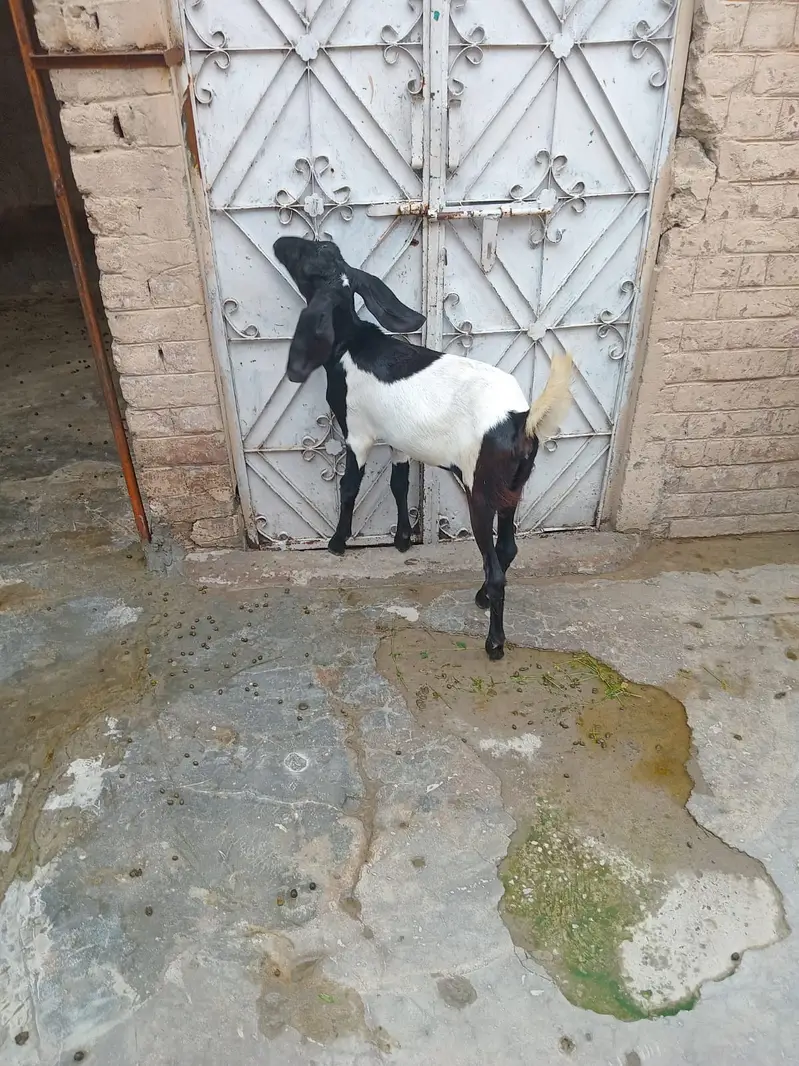 1 Bakre 2 baby,s female 1 bakre 2 baby,s male — photo 3