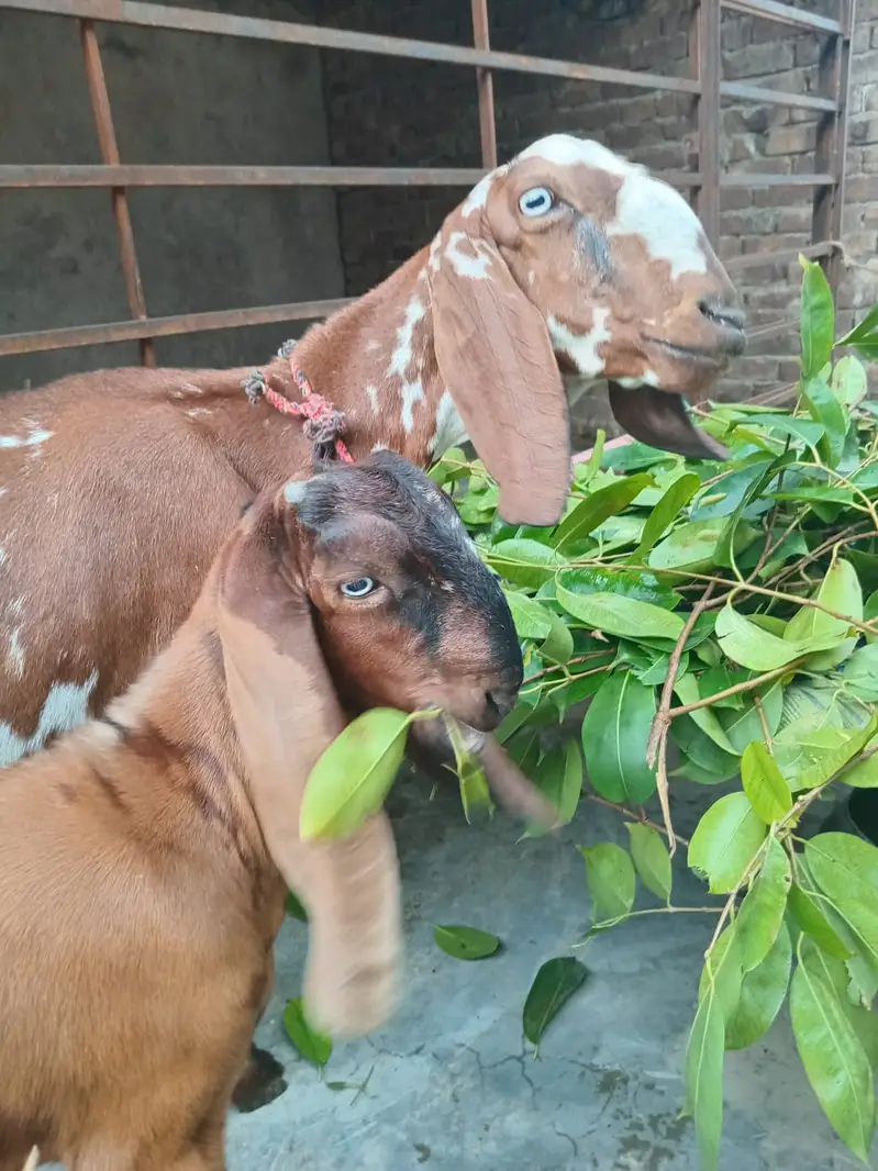 1 Bakre 2 baby,s female 1 bakre 2 baby,s male — photo 4