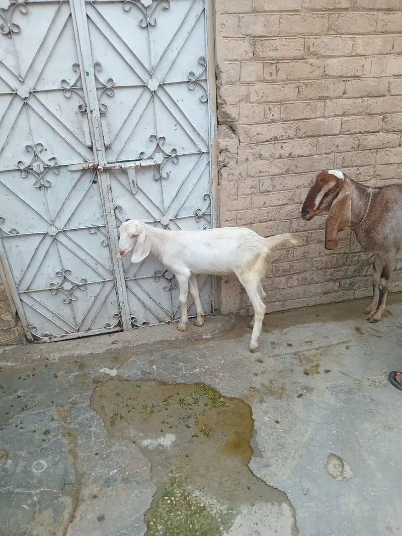 1 Bakre 2 baby,s female 1 bakre 2 baby,s male — photo 5