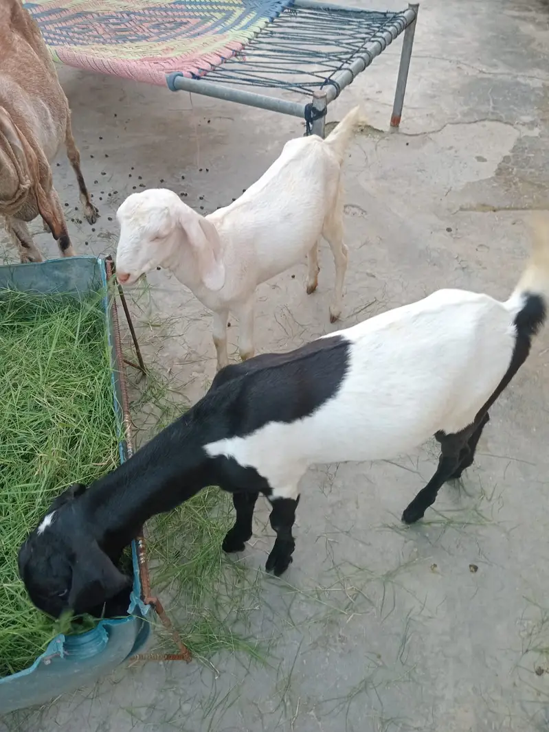 1 Bakre 2 baby,s female 1 bakre 2 baby,s male — photo 7