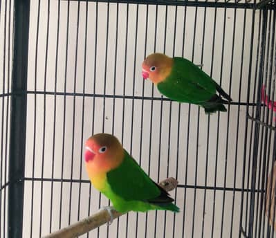 lovebirds