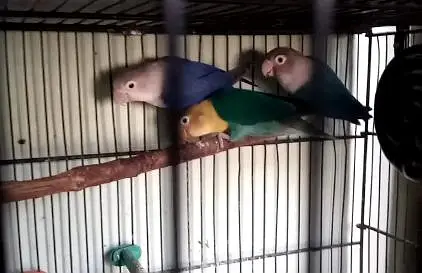 lovebirds — photo 2
