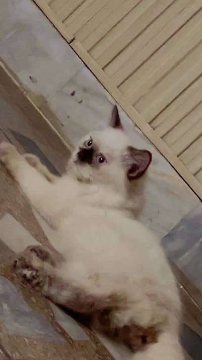 Siamese cats
