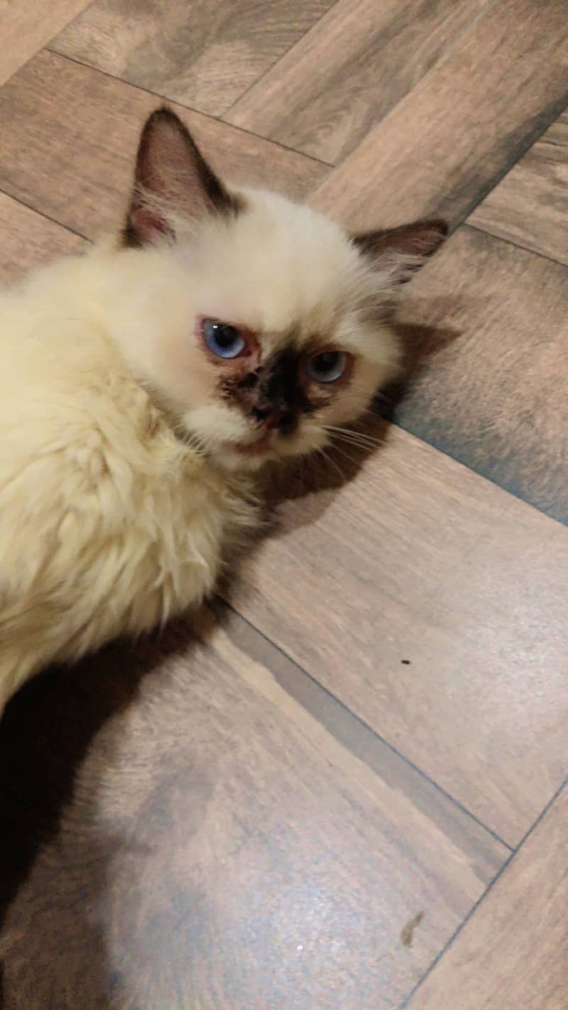 Siamese cats 2