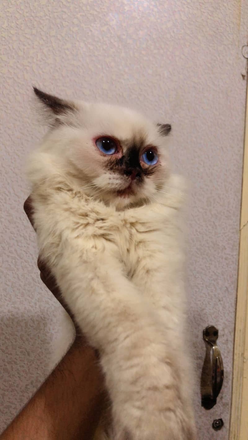 Siamese cats 3