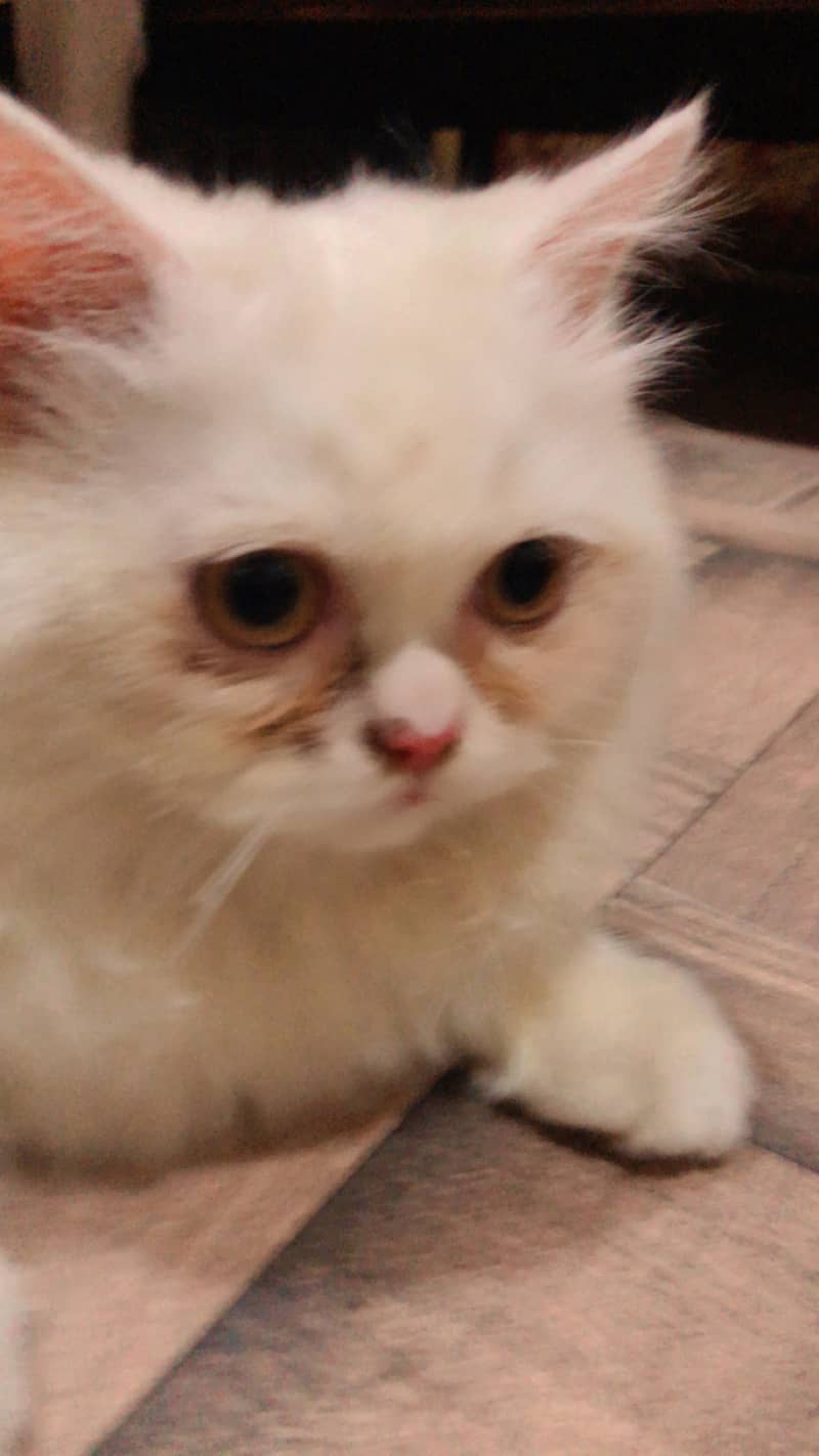 Siamese cats 4