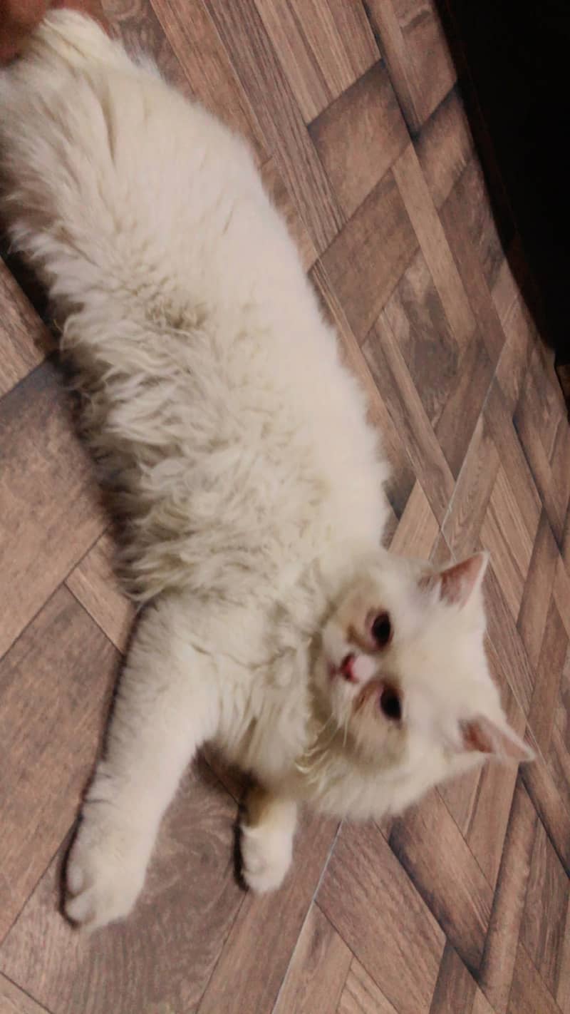 Siamese cats 6