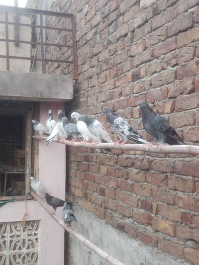 achy pairs pori chatt for sale. 03122972172
