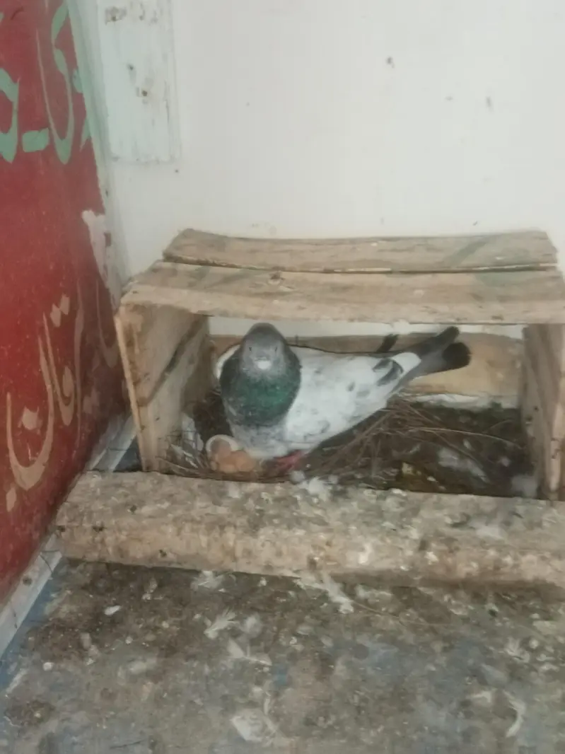 achy pairs pori chatt for sale. 03122972172 — photo 5