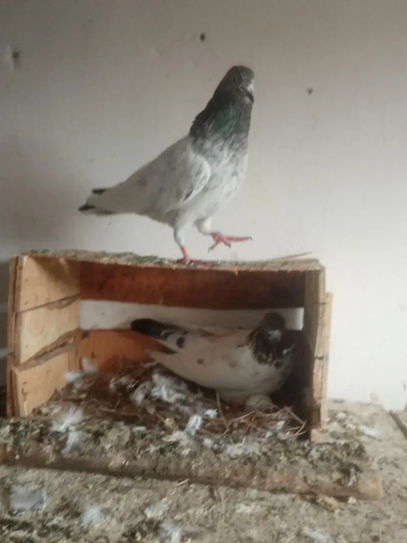 achy pairs pori chatt for sale. 03122972172 — photo 6