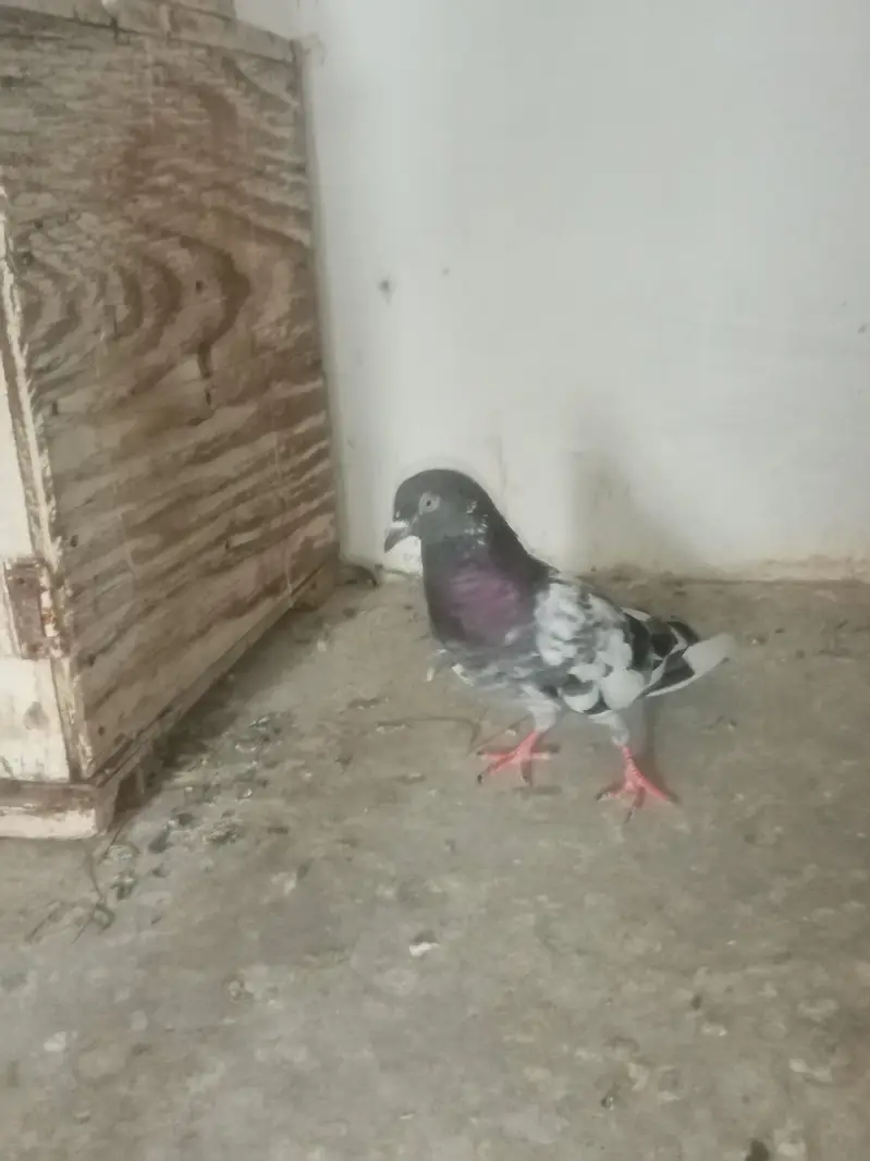 achy pairs pori chatt for sale. 03122972172 — photo 7