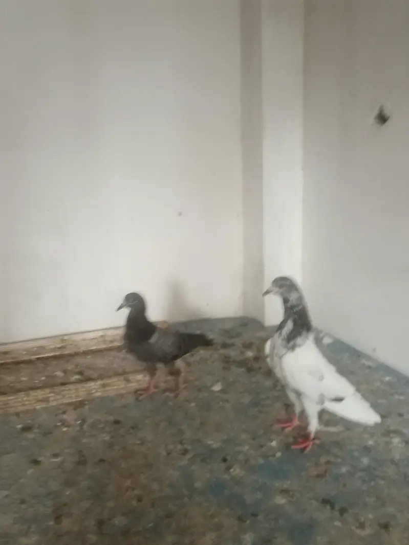 achy pairs pori chatt for sale. 03122972172 — photo 10