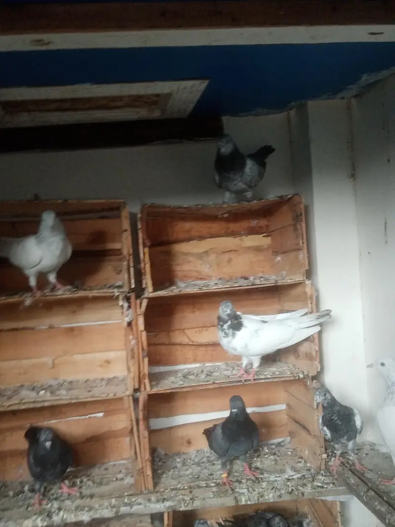 achy pairs pori chatt for sale. 03122972172 — photo 11