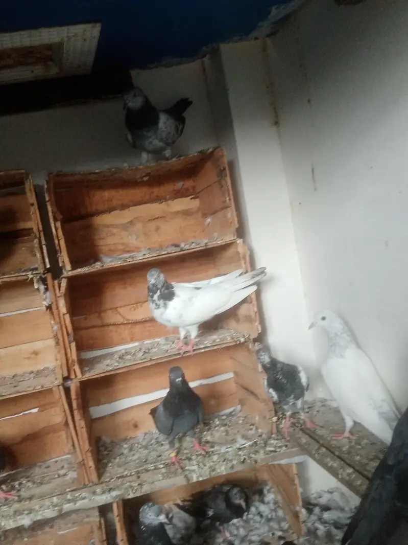 achy pairs pori chatt for sale. 03122972172 — photo 12