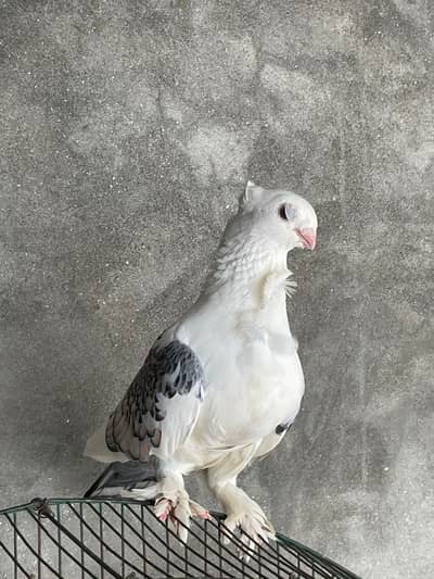 Breeder pair with chicks and eggs