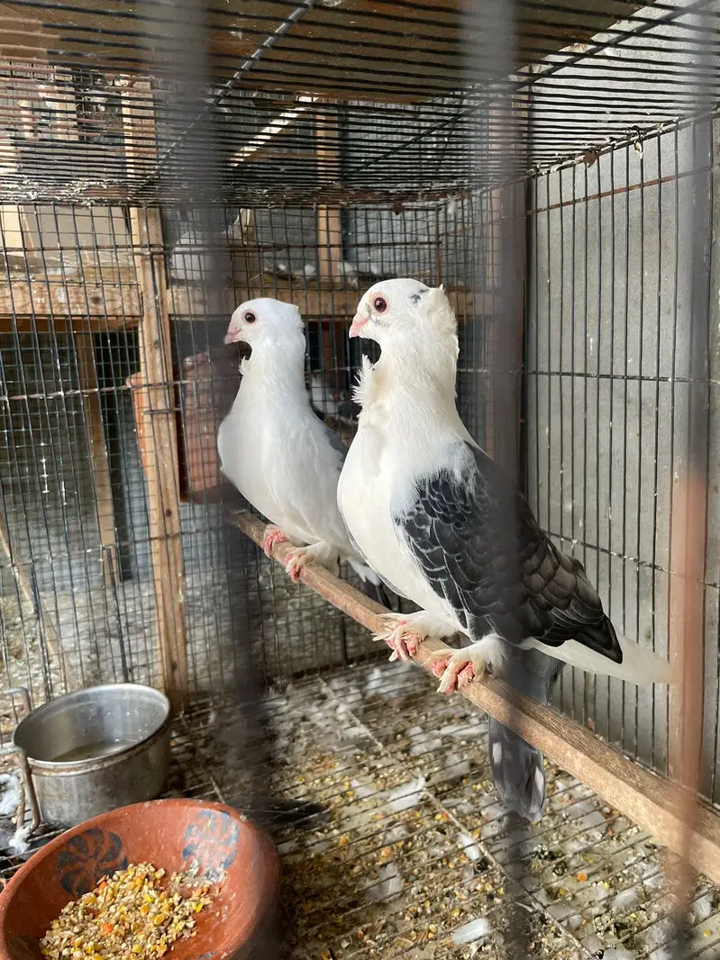 Breeder pair with chicks and eggs — photo 3