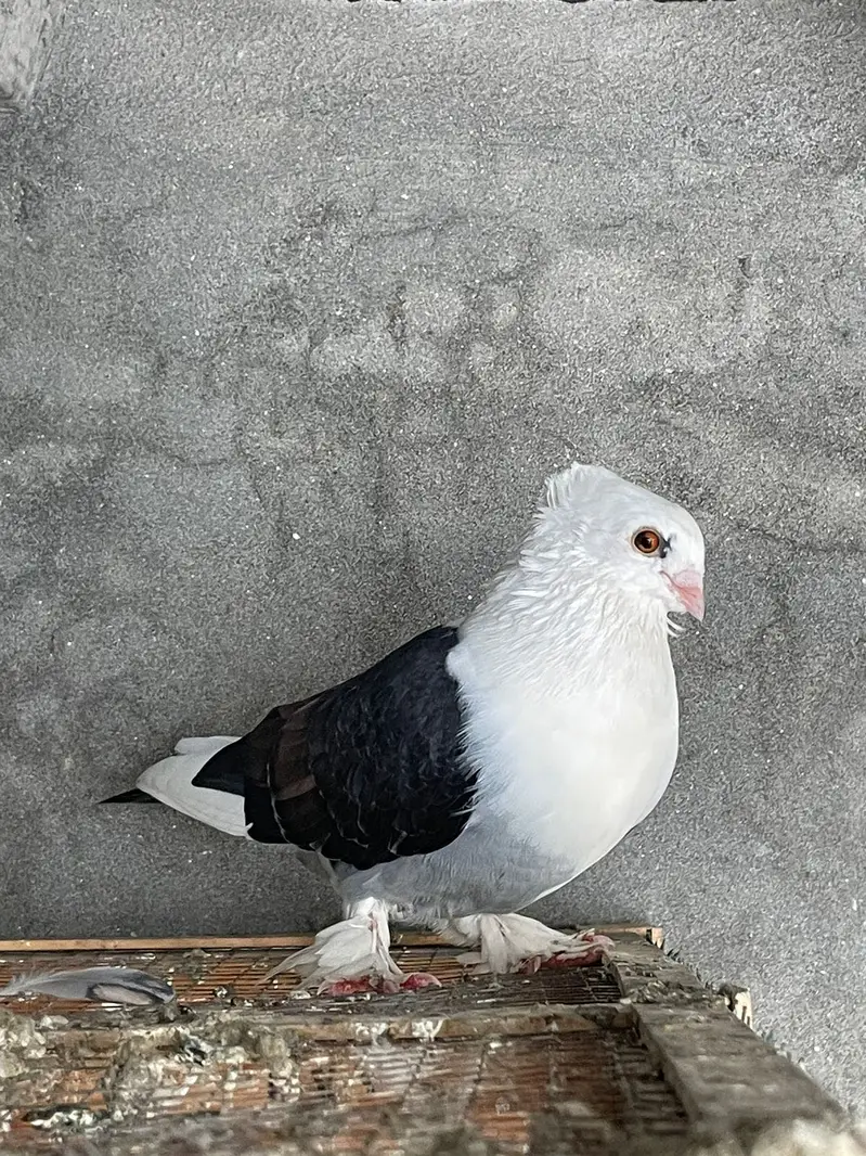 Breeder pair with chicks and eggs — photo 4
