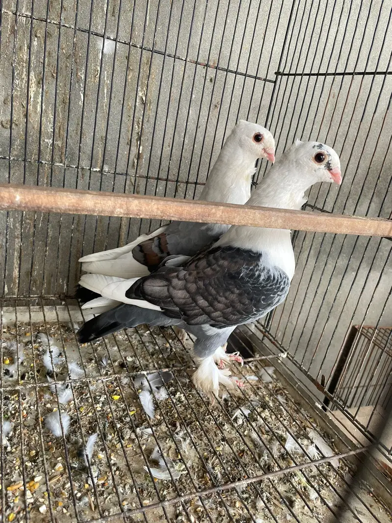 Breeder pair with chicks and eggs — photo 5