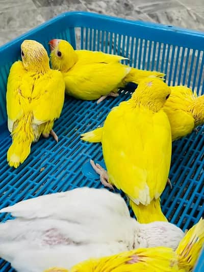yellow parrot chicks