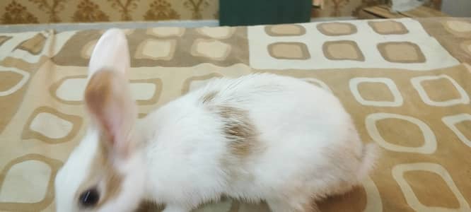 Cute tamed big rabbit for sale