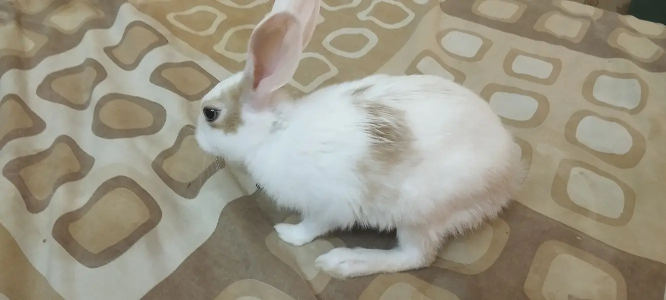 Cute tamed big rabbit for sale — photo 2