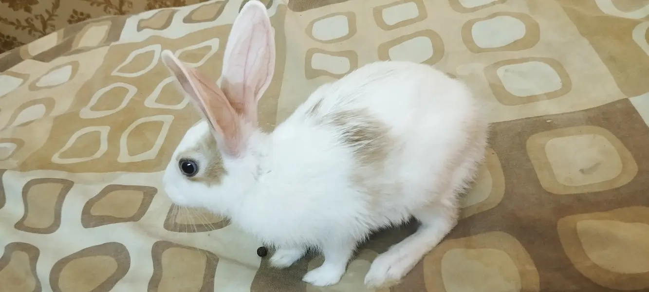 Cute tamed big rabbit for sale — photo 3