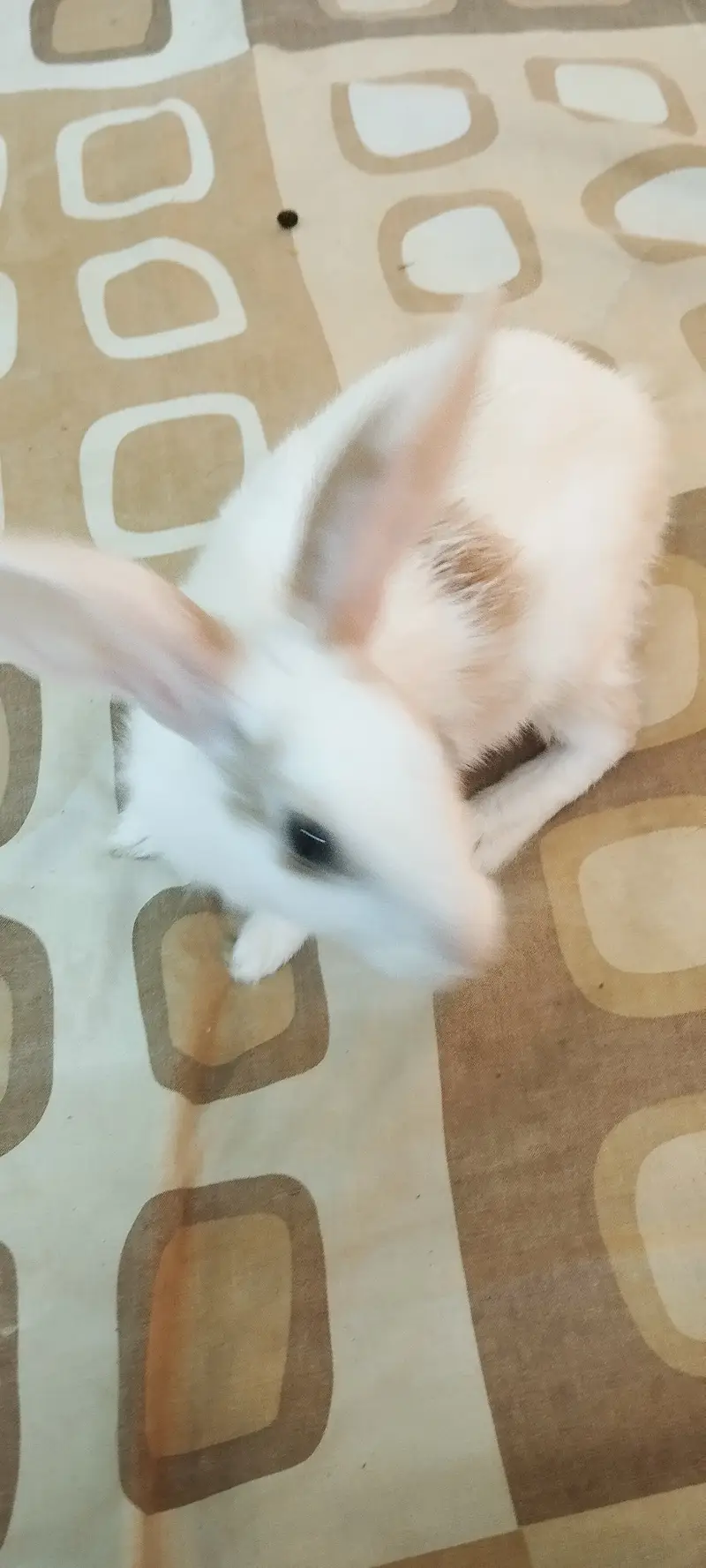Cute tamed big rabbit for sale — photo 4
