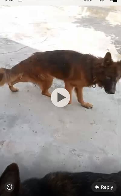 Pedigree dog