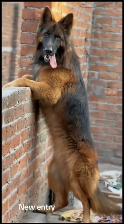 Pedigree dog