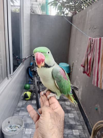 Raw male