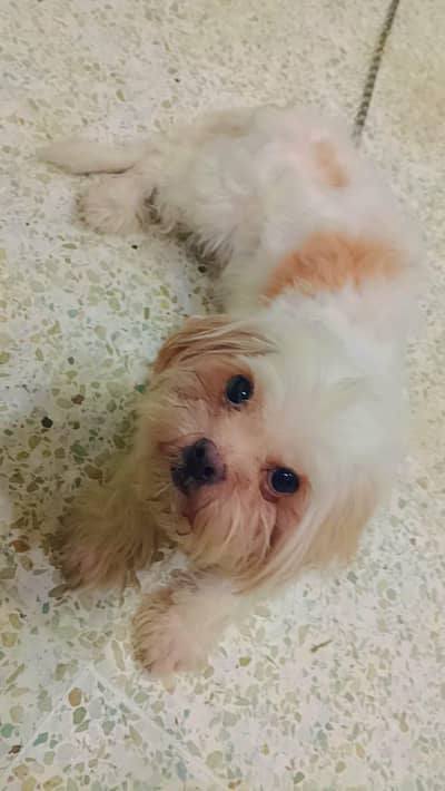 shih tzu| Shihtuzu | toy breed dog| puppies| dog | long hair shih tzu