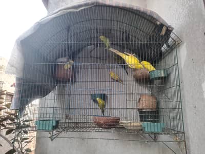 8 parrots with cage