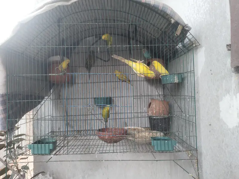 8 parrots with cage — photo 2