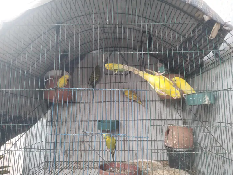 8 parrots with cage — photo 3