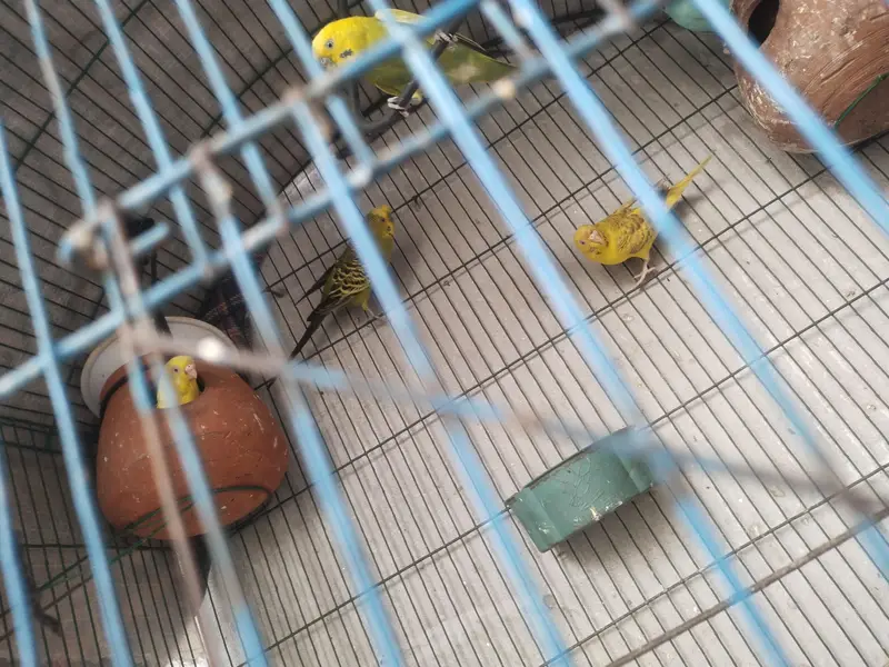8 parrots with cage — photo 4
