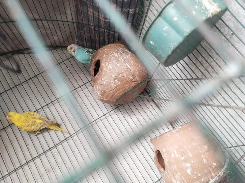 8 parrots with cage — photo 5