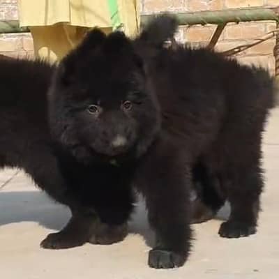German shepherd puppies male female for sale
