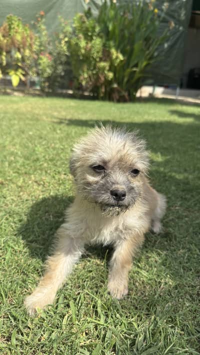 Pugapoo puppies available original cross breed