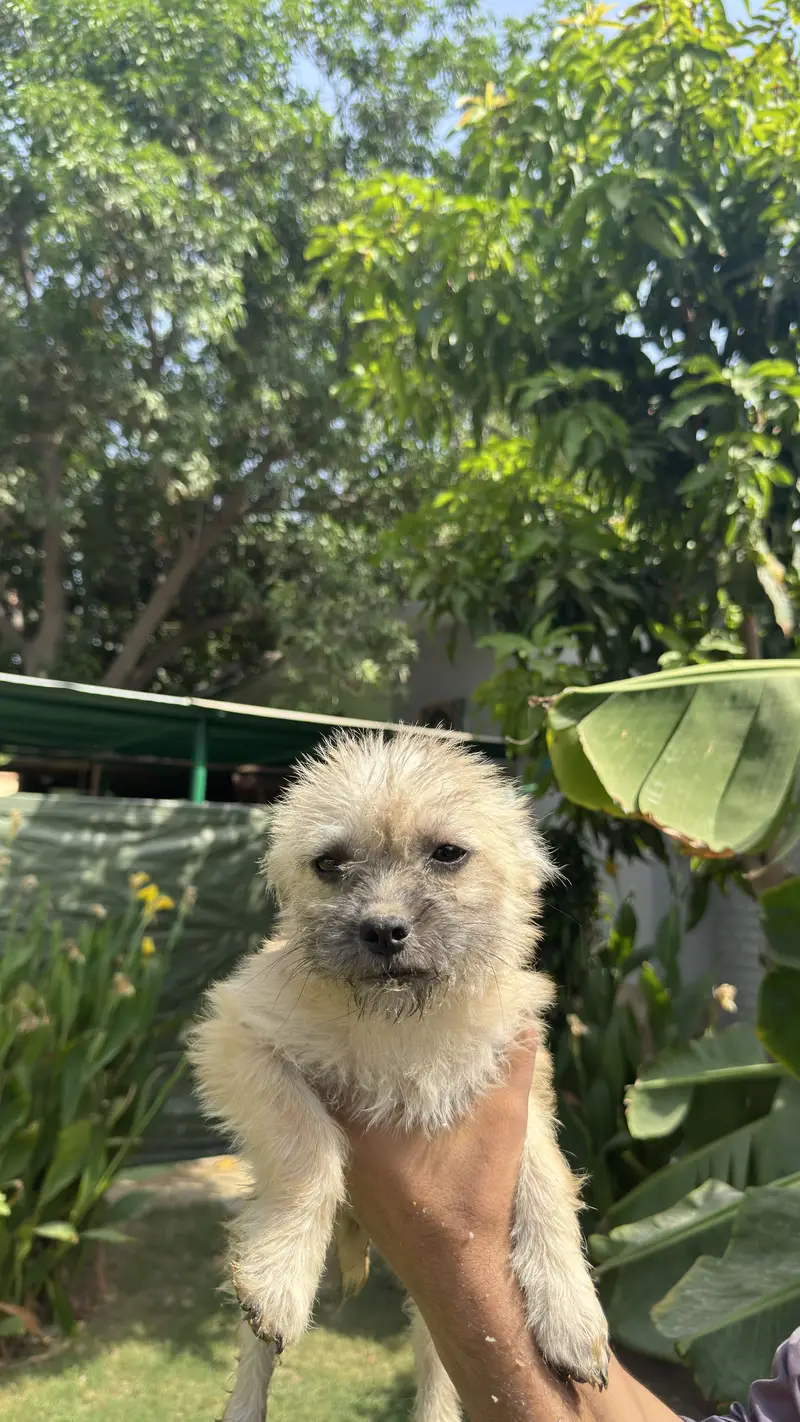 Pugapoo puppies available original cross breed — photo 3