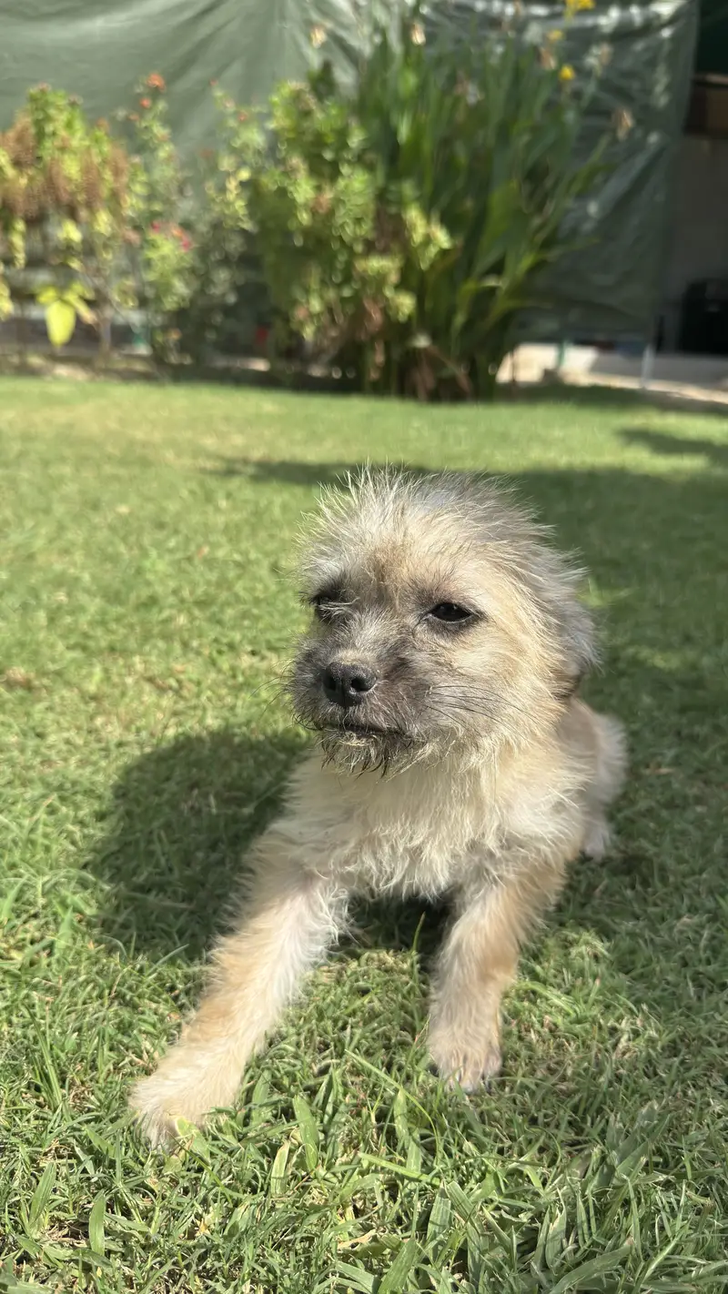 Pugapoo puppies available original cross breed — photo 4