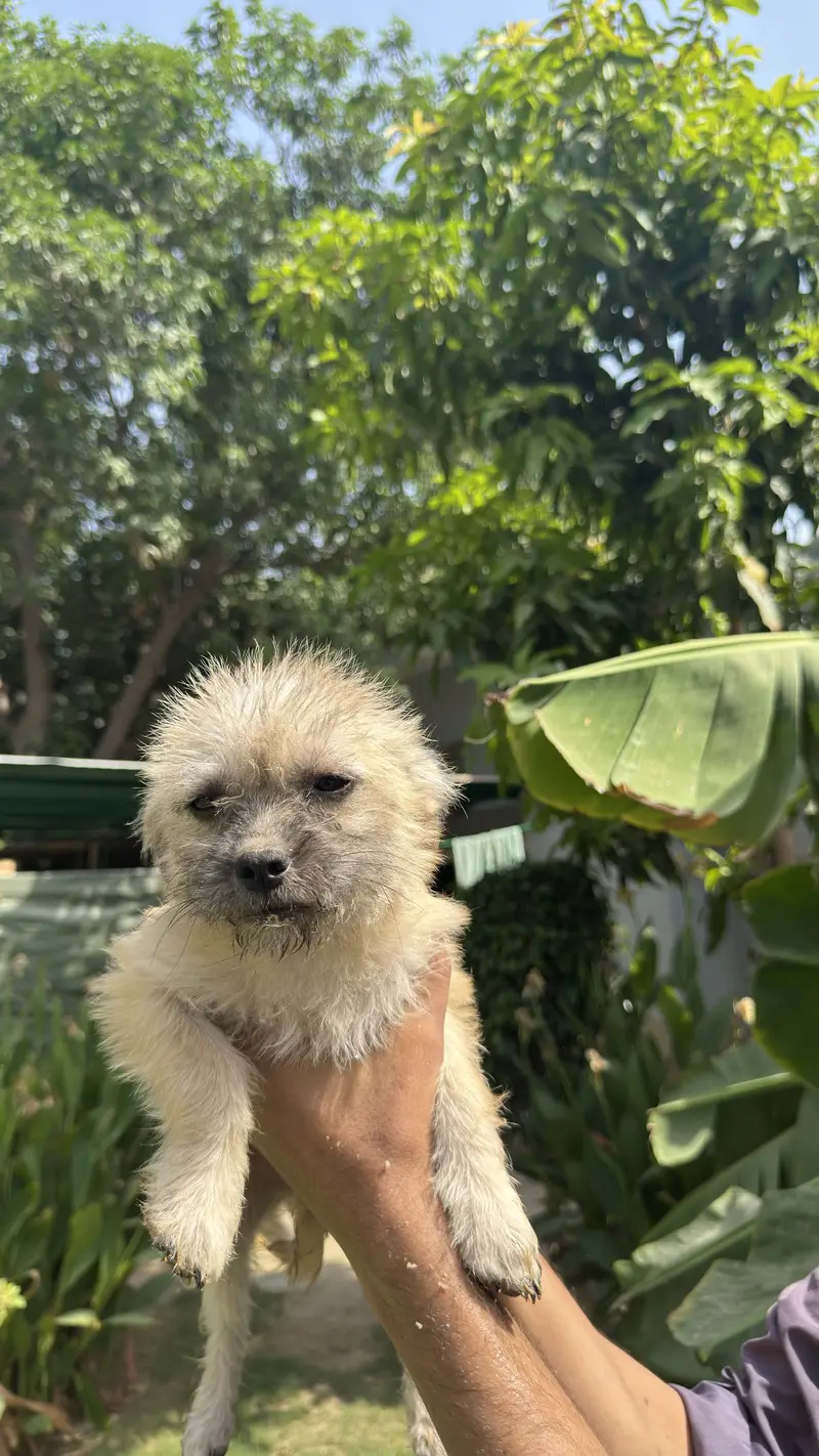 Pugapoo puppies available original cross breed — photo 5