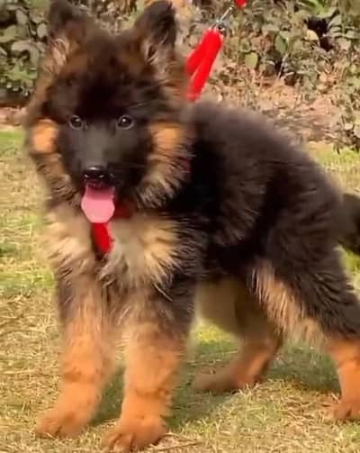 German shepherd puppies male female for sale