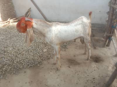 Bakra