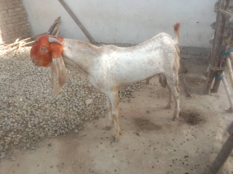 Bakra 1